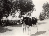 Barnetta Greenwalt and Diamond, her dairy cow.