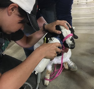 Kim Sterkel uses the OptiReader Device to scan a goat’s eye.