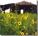 Field with flowers and an old building